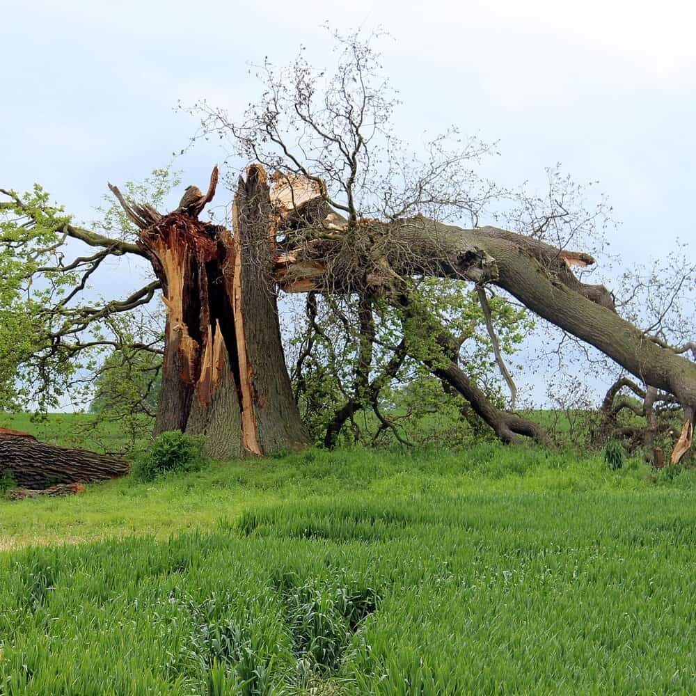tree removal amador county